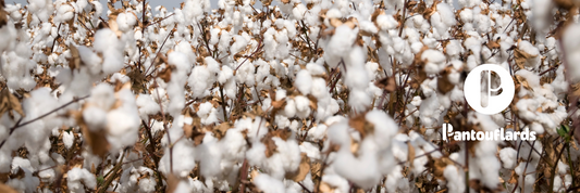 Coton : Découverte, matière, fleur de Coton et création